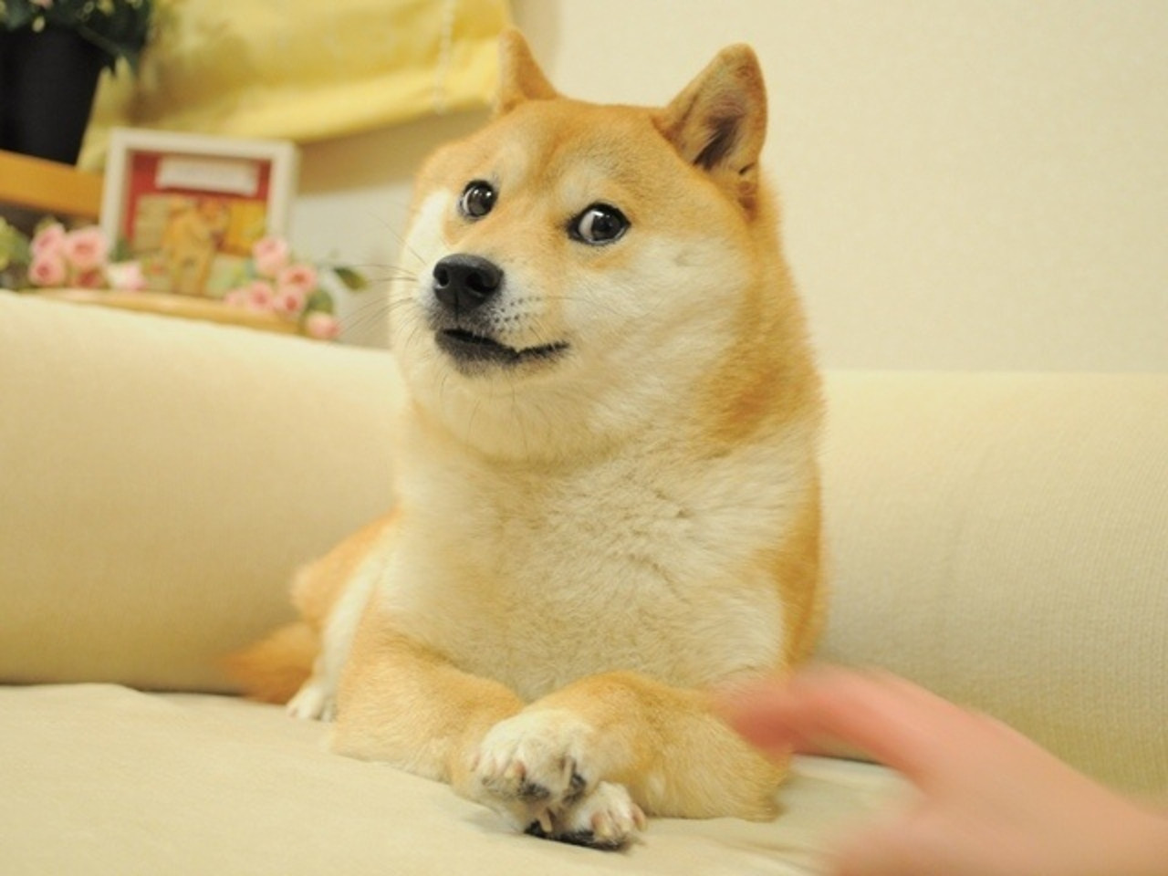 Doge Original Image